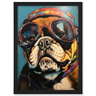 Bulldog with Retro Motorcycle Goggles and Helmet Framed Art Picture Print A3