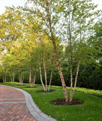2 árboles multitallo de abedul de río - plantas vivas en maceta - 12-18" de alto - macetas de cuarto de cuarto Foto 1 de 4