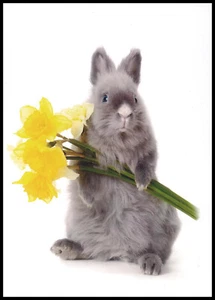 Greeting Card - Rabbit - Get Well - 1097 - Picture 1 of 2