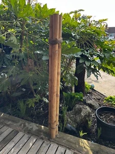 Apus Natural Bamboo Pole 4-6 cm Diameter Short Lengths - Home Garden Decoration - Picture 1 of 9