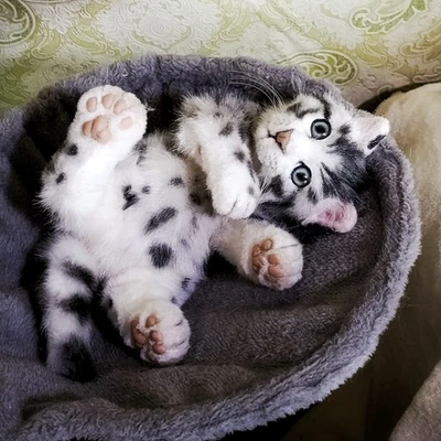 realistic plush  cat handmade-OOAK - Collectible Art Doll - Poseable toy cat - Image 1 of 4