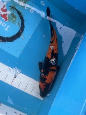 13 inches shinada Hi utsuri jumbo tosai Japanese Koi Atlanta - Image 1 of 3