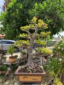Portulacaria Afra Bonsai Tree Live Jade Indoor and outdoor . - Picture 1 of 12