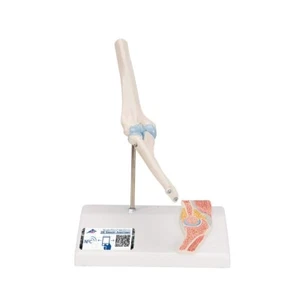 3B Scientific Anatomical Model A87/1 Mini Human Elbow Joint Model Anatomy - Picture 1 of 3