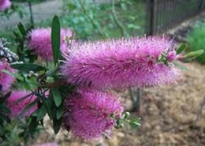 PURPLE SPLENDOUR BOTTLEBRUSH 1500 SEEDS CALLISTEMON LONG FLOWERING NATIVE - Picture 1 of 3