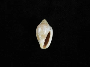 Sea Shell Marginella aurantia 20.2mm ID#9410 - Picture 1 of 2