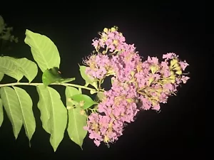 6+ Native Lavender Crepe Myrtle Fresh 12”+ Cuttings Fast Growing Flowering Lilac - Picture 1 of 6