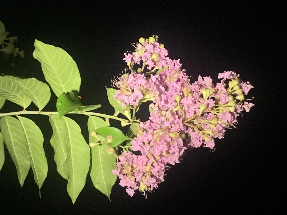 6+ Native Lavender Crape Myrtle Fresh 12”+ Cuttings Fast Growing Flowering Lilac - Image 1 of 4