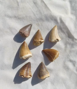 Mosasaur real teeth tooth fossil Dinosaur Marine A+ Museum Medium - Picture 1 of 9