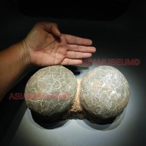 PAIR DOUBLE Dinosaur Egg Nest Hadrosaur Fossil Jurassic Park World Cretaceous G6 - Picture 1 of 11