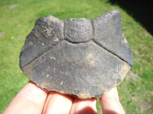 RARE GIANT TORTOISE NUCHAL SCUTE FLORIDA FOSSILS ICE AGE EXTINCT TURTLE BONES FL - Picture 1 of 3