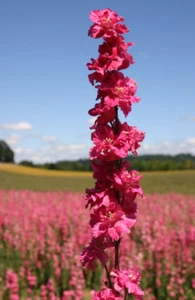 Rocket Larkspur Delphinium DEEP CARMINE Flowers Pollinators Non-GMO 500 Seeds! - Picture 1 of 6