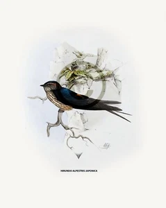 HIRUNDO ALPESTRIS JAPONICA © 1850 Vintage Bird lover reprint - Picture 1 of 1