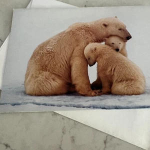 EDF Environmental Defense Fund Polar Bear & Cub Greetings Card with Envelope - Picture 1 of 3