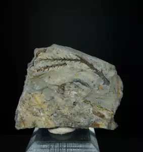 Steli di pino / formazione Blackhawk, Utah / raro esemplare fossile - Foto 1 di 2