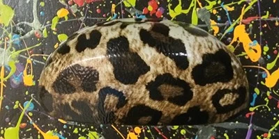 Elegante y elegante estampado de leopardo gafas de sol grandes imitación cuero estuche rígido con abrazadera Foto 1 de 4