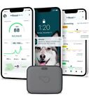 Whistle GO Explore GPS + Health + Fitness Dog Tracker for dogs 25+lbs in gray 