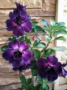 4 Purple Desert Rose Seeds Adenium Flower Perennial Flowers Seed 212 US SELLER - Picture 1 of 12