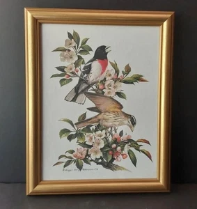 VINTAGE Rosenbrust Grosbeak gerahmt 1978 Litho Company Roger Tory Peterson - Bild 1 von 2