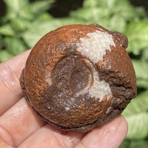 68GR AMAZING WHOLE DRAGON AMMONITE FOSSIL FULL SUTURE CALCITE MOLLUSCA TIMOR - Picture 1 of 8