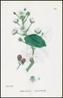 1902 Rubus Suberectus Suberect Bramble Botanical Print Hand Colour (Sl444)