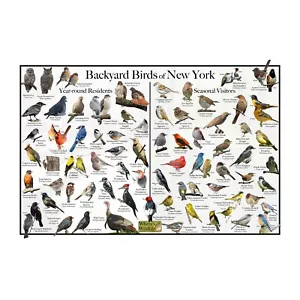 Backyard Birds of New York Bird Identification Nature Poster / Birdwatching Gift - Picture 1 of 6