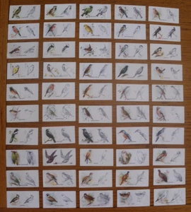 Set GODFREY PHILLIPS BIRD PAINTING 1938 cigarette cards VG condition - Picture 1 of 1