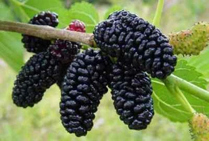 Dwarf Everbearing Mulberry Tree-STARTER PLANT- Morus nigra plant edible fruit - Picture 1 of 5