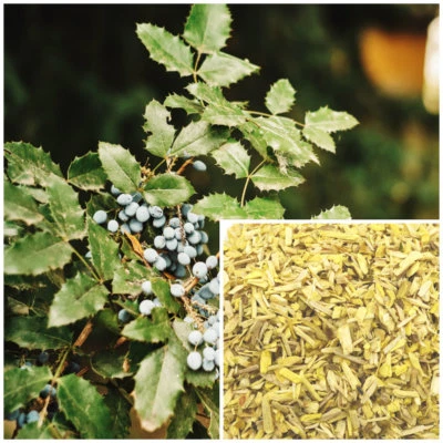 Oregon Grape Root, organic, soap making supplies herbal extracts. - Image 1 of 4