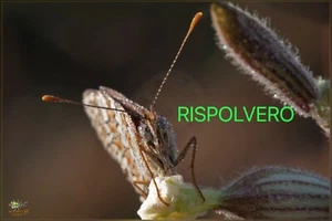 Fotografia Photo 15x20 Macro Farfalla Lepidoptera HD Alta Definizione  - Picture 1 of 1