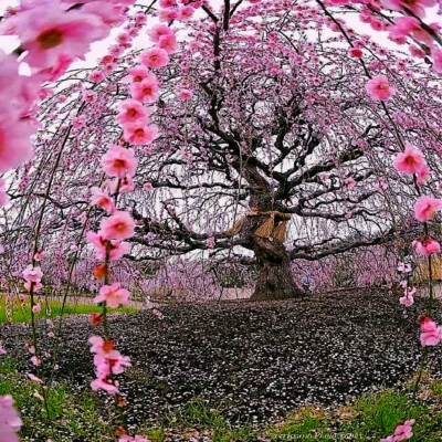 Semillas (péndula) de flor de cerezo en flor japonés "WEEPING SAKURA" resistente rápido Foto 1 de 4