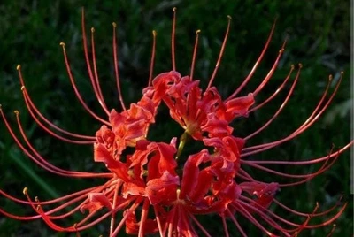 Red Spider Lily (Lycoris Radiata) Bulbs Various Sizes - Image 1 of 3