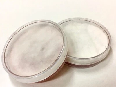 Piastra Agar, Micelio, Lentinula Edodes (Shiitake) - Immagine 1 di 2