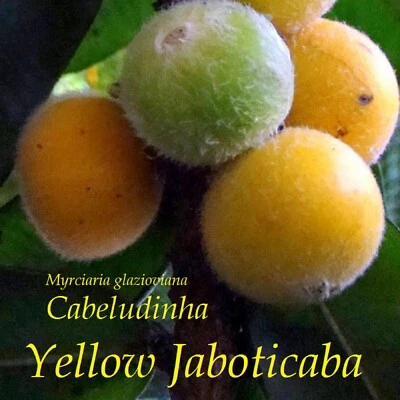 ~CABELLUDA~ Plinia Glomerata Yellow Jaboticaba Cabeludina Fruit Tree 18+in Plant - Image 1 of 4