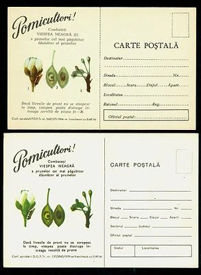1964/1974 Flor de ciruelas Mosca de sierra Avispa negra, Insecto plaga agrícola, Rumania, 2 tarjetas Foto 1 de 2