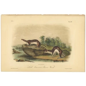 Audubon Quadrupeds Octavo Bowen 1849 h/c litho Pl 64 Little American Brown Wease - Picture 1 of 2