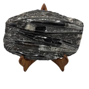Black Orthoceras Fossil Marble Granite Stone 10x6 Decorative Art Sculpture 6lbs - Picture 1 of 16