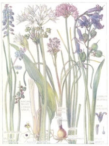 LILIES.Ransoms Broad-Leaf Garlic;Spring Squill;Bluebell;Wild,Grape Hyacinth 1907 - Picture 1 of 1