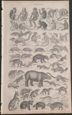 ORIGINAL 1859 History of the Earth & Animated Nature Plate Engraving Mammalia 3