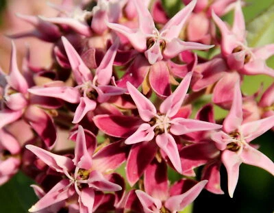 1,000 ASCLEPIAS SPECIOSA Seeds (Showy Milkweed) | NON-GMO | Free shipping - Image 1 of 3