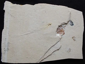 Prionolepis 07S + 4Shrimps Unprepared Fully Covered - Cretaceous Fossils Lebanon - Picture 1 of 5