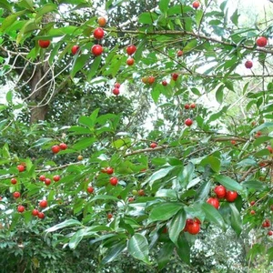 GLOSSY LAUREL - CRYPTOCARYA LAEVIGATA - AUST RAINFOREST TREE - Picture 1 of 3