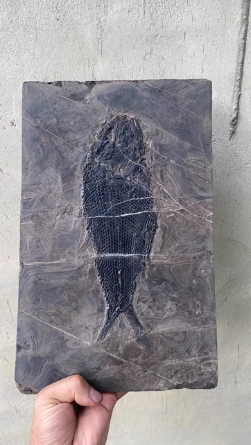 Natural Lepidotes fossil--fish body 24cm - Image 1 of 4