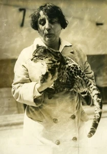 France Paris salle Wagram Maracaja Cat of Brazil Bengal Old Press Photo 1932 - Picture 1 of 3
