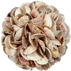 Conchas decorativas mixtas de pecten orbe 8" - Imagen 1 de 1