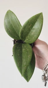 Hoya Wibergiae Pot 6cm Houseplant - Picture 1 of 3