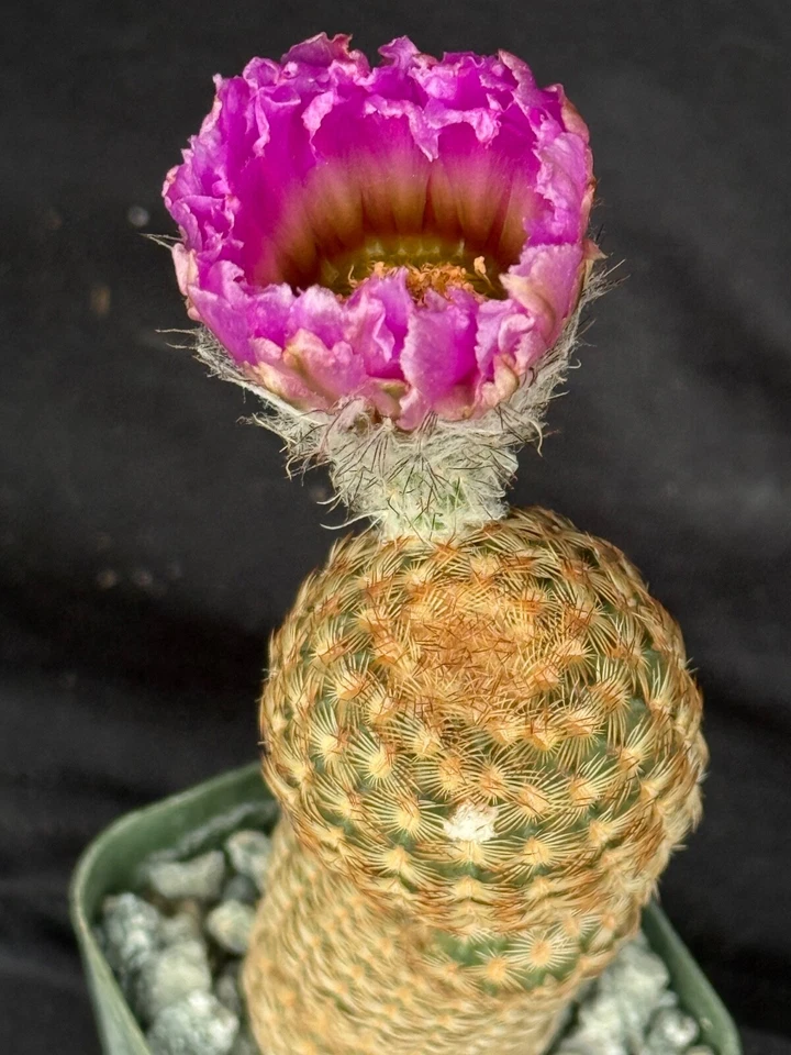 Echinocereus reichenbachii v. minor, cactus plant - Image 1 of 4