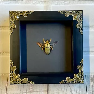 Golden Carpenter Bee (Xylocopa confusa) Baroque Style Shadow Box Frame Display - Foto 1 di 3
