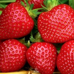 Erdbeere großfruchtig Fresco 20 Stück frische Samen, Fragaria, Bio Samen - Bild 1 von 8