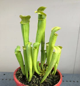 Sarracenia rubra ssp. gulfensis f. antho free - Carnivorous Plant Pitcher Plant - Picture 1 of 6